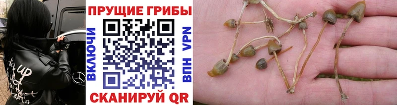 Псилоцибиновые грибы Cubensis Калач-на-Дону
